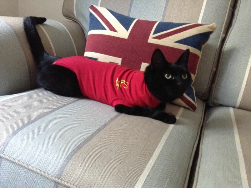 Chicken, Dreamies and Lickelix - the Excellent Cats form a disorderly queue