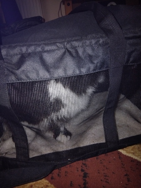 Getting anxious cat into basket