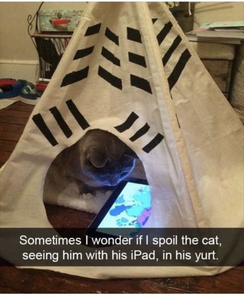 Scottish Tourism - the Excellent Cats debate Gizmo's suitability as a top influencer
