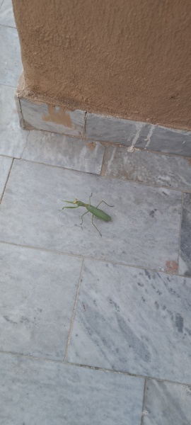 Thread 32 Starmer - Corn Moon