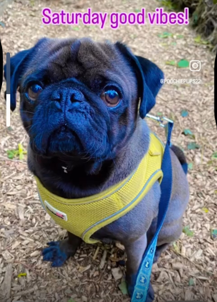 First time family dog, what breed might we be missing?