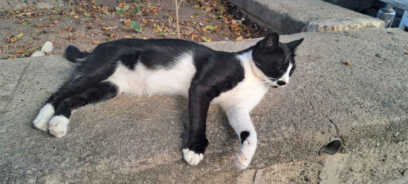 Thread 34 Starmer - Conference Swanwiches and a Deputy Leader contest