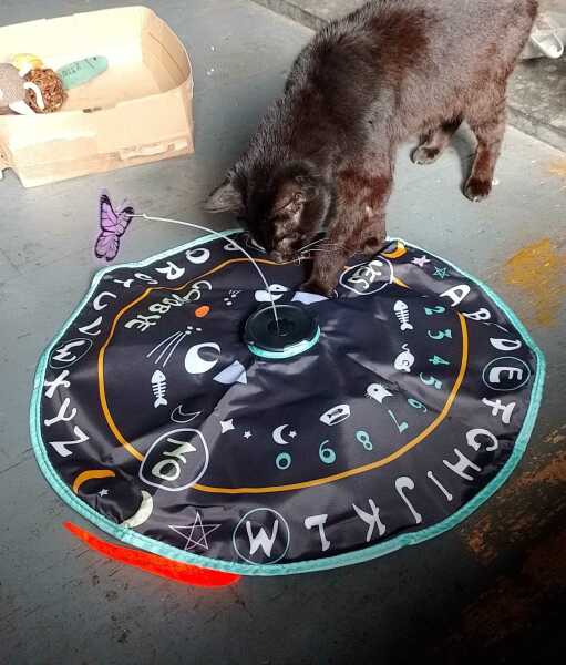 Chicken, Dreamies and Lickelix - the Excellent Cats form a disorderly queue