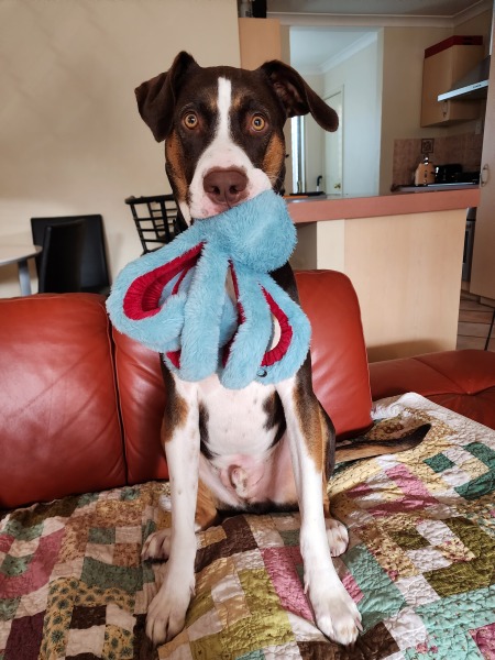 Dogs don’t need