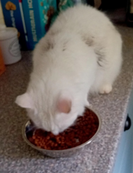 Chicken, Dreamies and Lickelix - the Excellent Cats form a disorderly queue