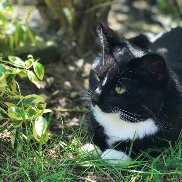 Thread 33 Starmer - Gerst Monath