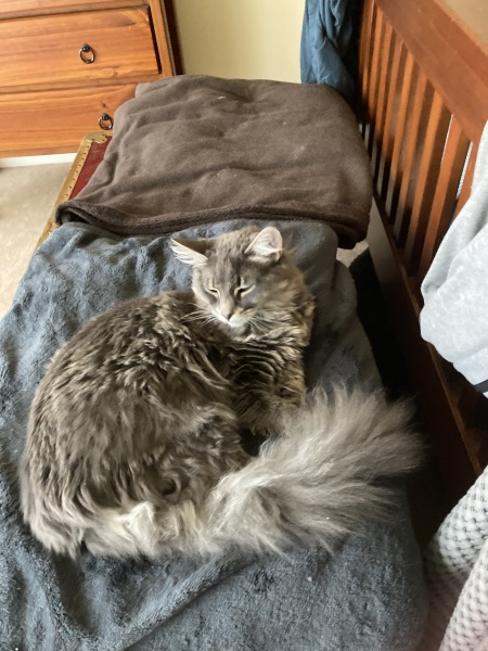 Chicken, Dreamies and Lickelix - the Excellent Cats form a disorderly queue