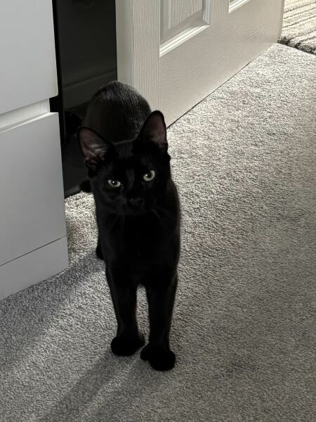 Cats with thumbs!