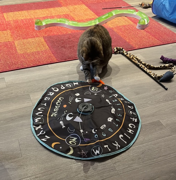 Scottish Tourism - the Excellent Cats debate Gizmo's suitability as a top influencer