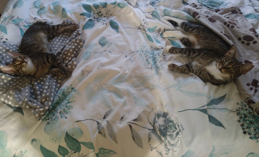 Help! Introducing younger kitten to much larger kitten and struggling
