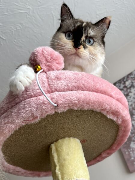 Post your supermodel cats