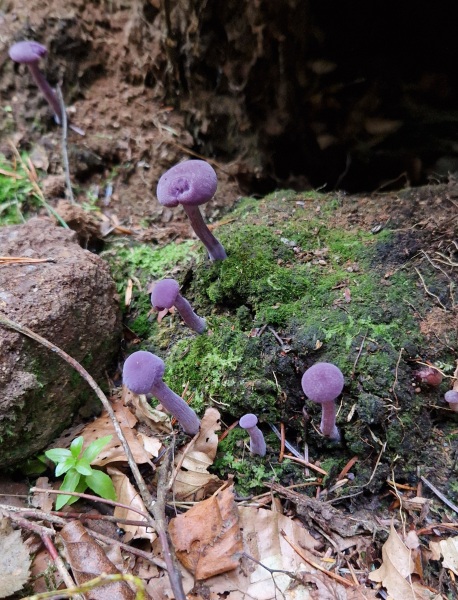 Come chat hiking with me!