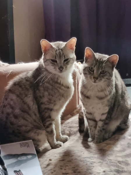 Post your supermodel cats