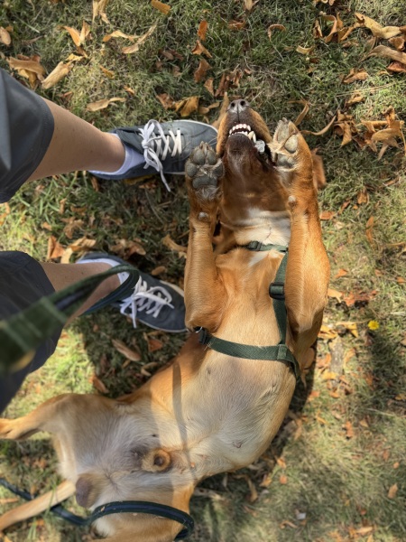 Our Cosmic Autumn Rebellion (Adolescent Support Group)