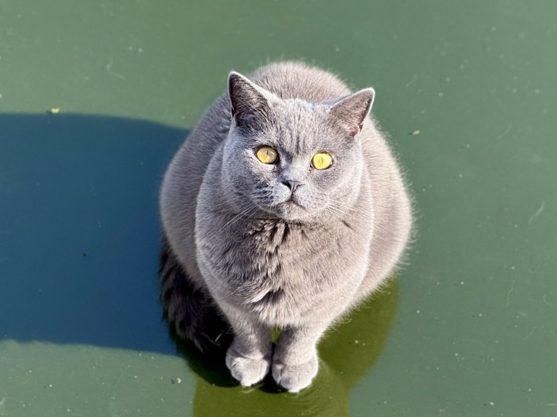Post your supermodel cats