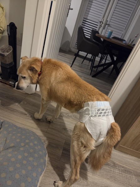 Old dog starting peeing in the house