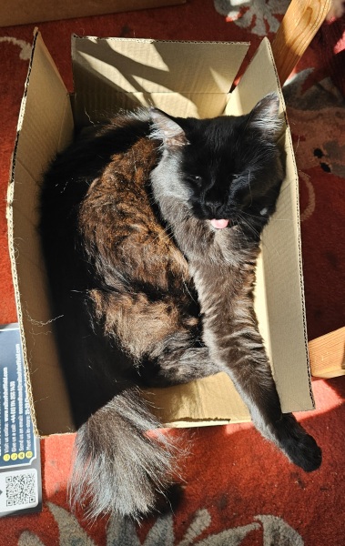 Chicken, Dreamies and Lickelix - the Excellent Cats form a disorderly queue