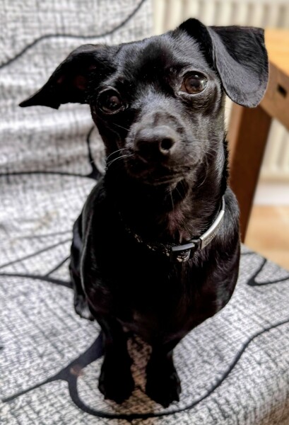 Chihuahua temperament