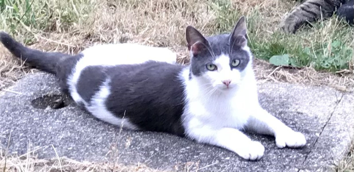 Cats with thumbs!