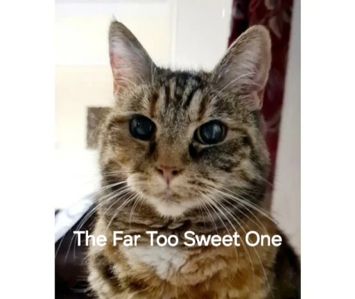 Chicken, Dreamies and Lickelix - the Excellent Cats form a disorderly queue