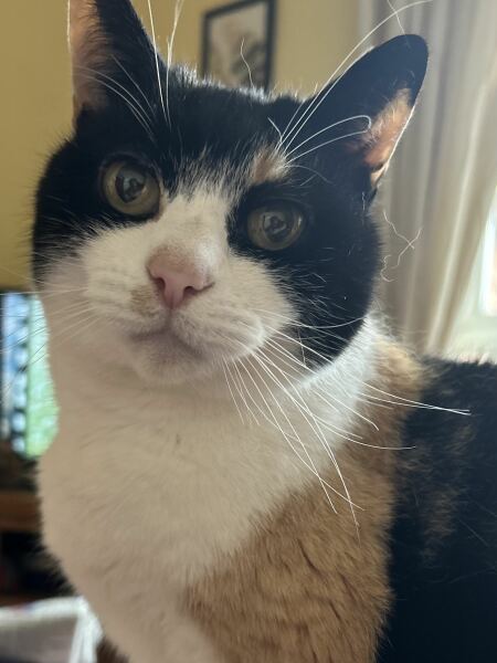 Post your supermodel cats