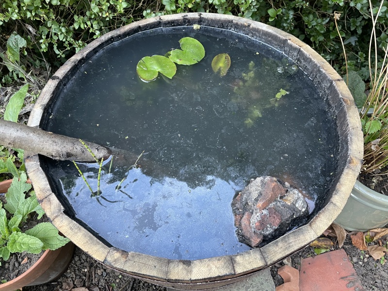 Barrel Pond gone wrong