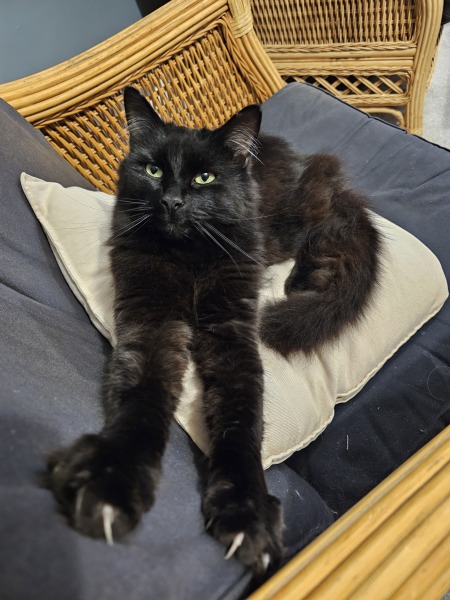 Chicken, Dreamies and Lickelix - the Excellent Cats form a disorderly queue