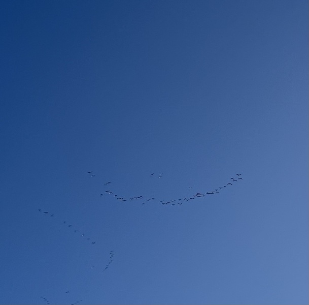 Melting from the heat, yet still Counting down to Christmas 2025 (thread 2)