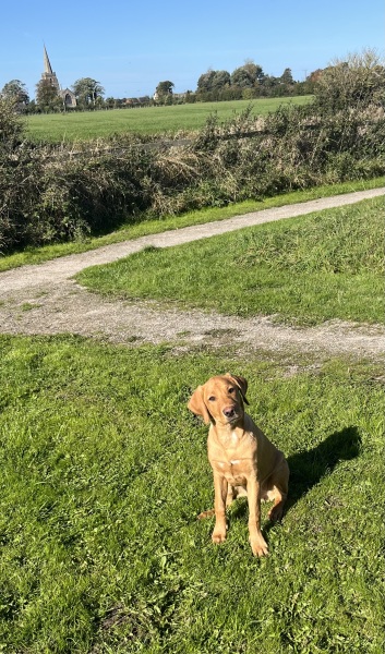 Puppy survival thread! All welcome!