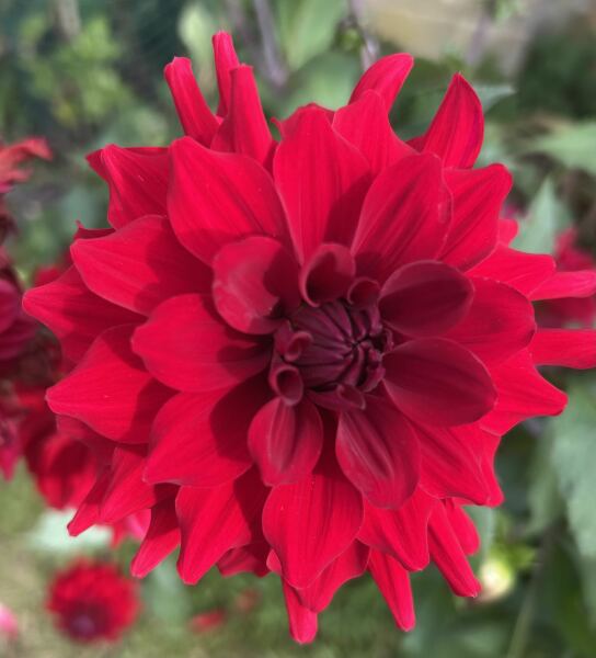 Thread 32 Starmer - Corn Moon