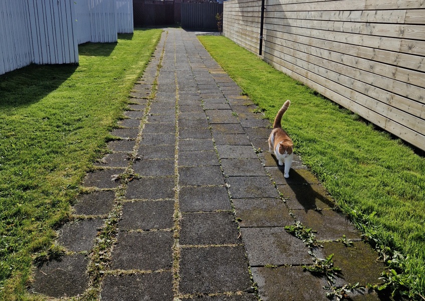 Chicken, Dreamies and Lickelix - the Excellent Cats form a disorderly queue