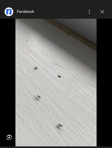 Pest control - should I just burn my house down??