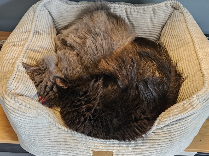 Chicken, Dreamies and Lickelix - the Excellent Cats form a disorderly queue