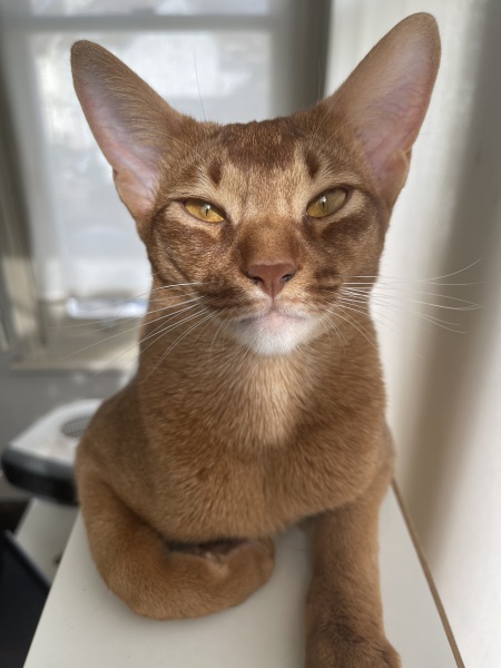 Post your supermodel cats