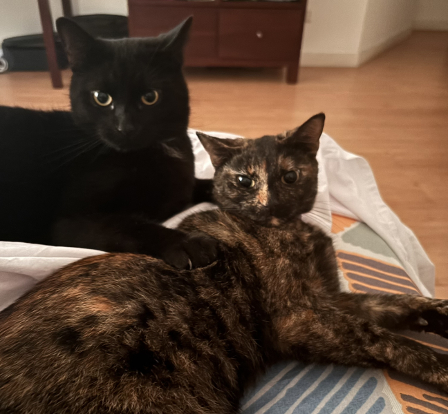Post your supermodel cats