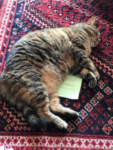 Chicken, Dreamies and Lickelix - the Excellent Cats form a disorderly queue