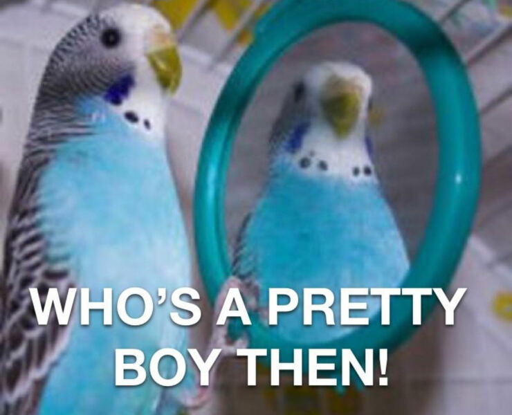 Shon Faye - 'well, it's over' - a brief eulogy for the "trans rights" movement.