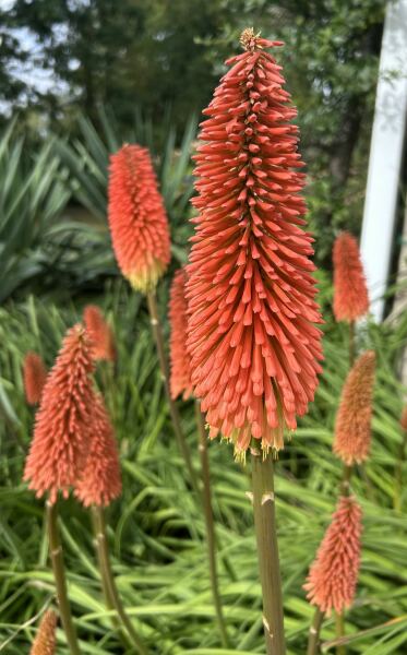 Thread 31 Starmer - September Rain