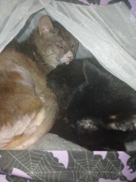 Chicken, Dreamies and Lickelix - the Excellent Cats form a disorderly queue