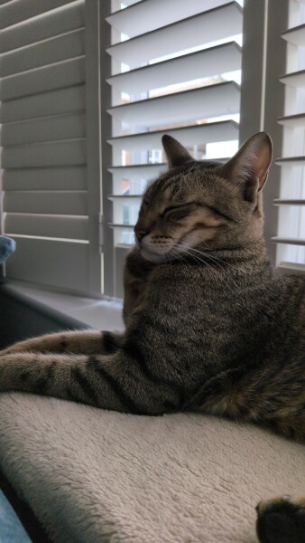 Post your supermodel cats