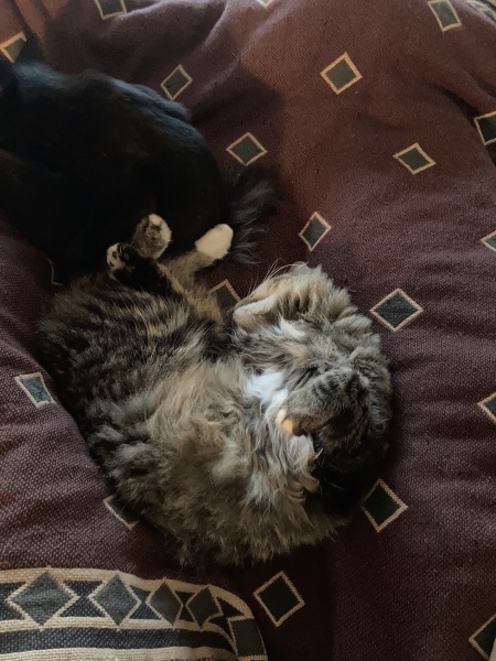 Thread 31 Starmer - September Rain