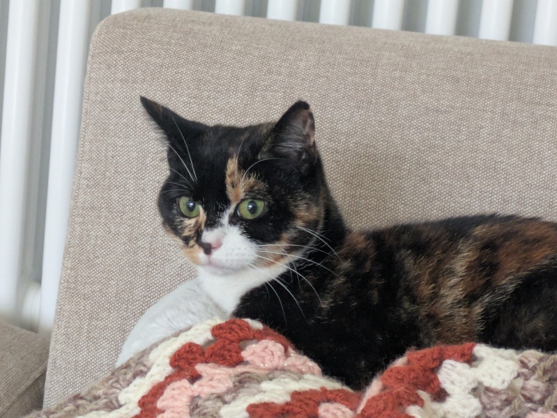 Missing Cat - Any Happy Outcomes?