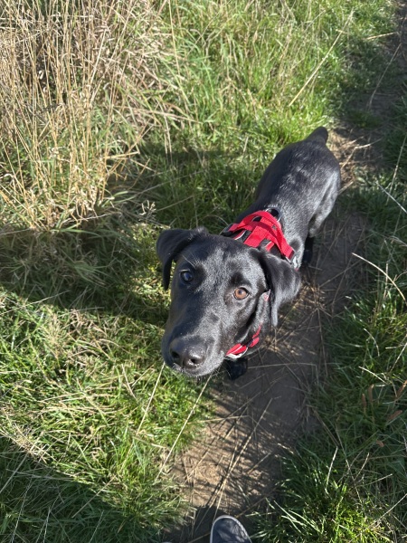 Puppy survival thread! All welcome!