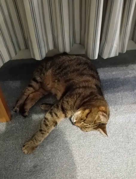 Scottish Tourism - the Excellent Cats debate Gizmo's suitability as a top influencer