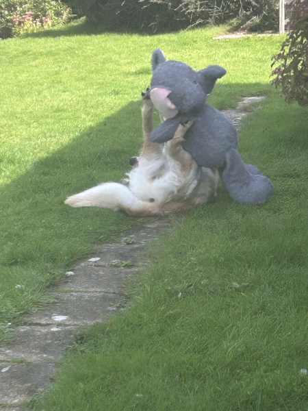Beyond Adolescence - a thread to chat about grown up dogs, cake and anything else, excluding coffee.