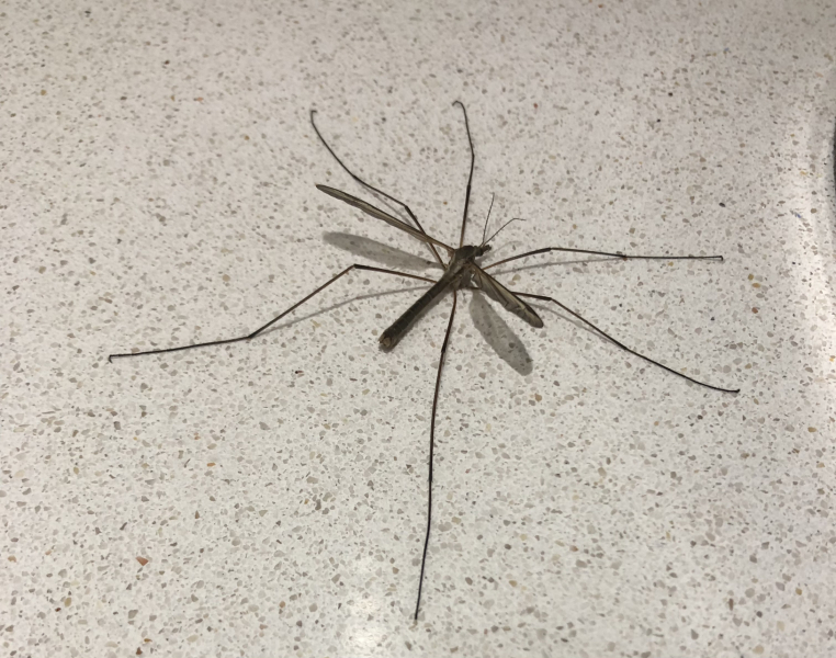 Where are all the daddy long legs?