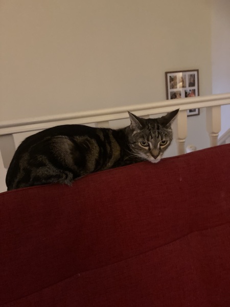 Scottish Tourism - the Excellent Cats debate Gizmo's suitability as a top influencer
