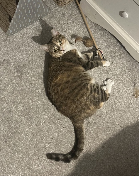 Chicken, Dreamies and Lickelix - the Excellent Cats form a disorderly queue