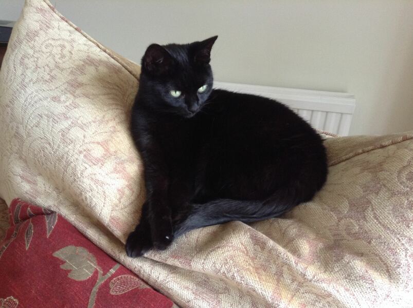 Post your supermodel cats