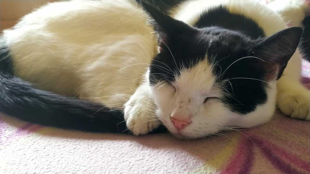 Post your supermodel cats